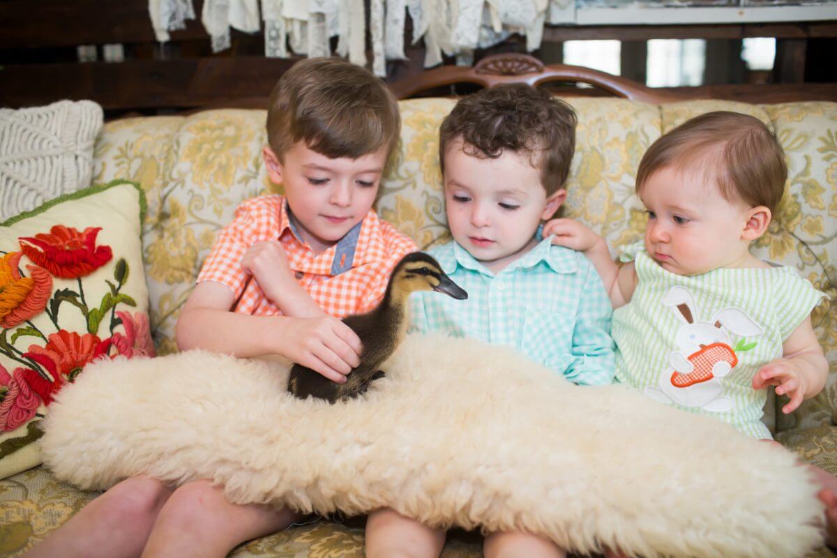 Two young brothers and infant brother pet duckling for Easter Session