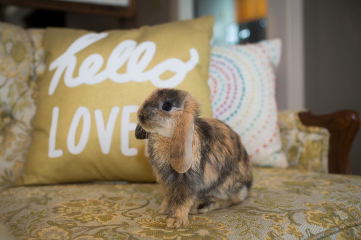 Black and tan bunny sits on vintage couch in front of decorative pillows
