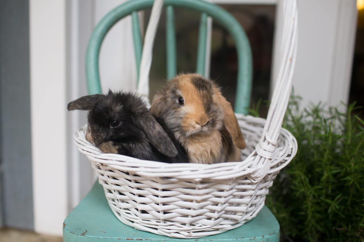 black rabbit and tan rabbit sitting in white wicker basket on small teal chair